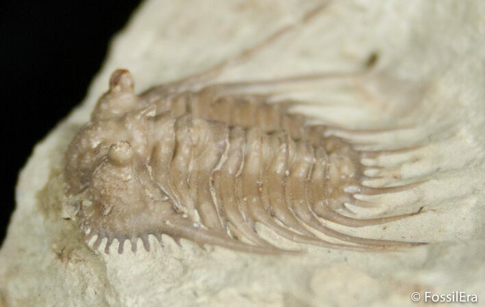 Killer Kettneraspis Trilobite From Oklahoma #2521